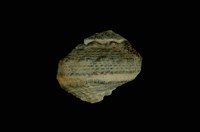 藏品(瘤珠螺)的圖片